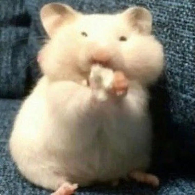 Hình chuột hamster meme dễ thương, cuốn hút mọi ánh nhìn.