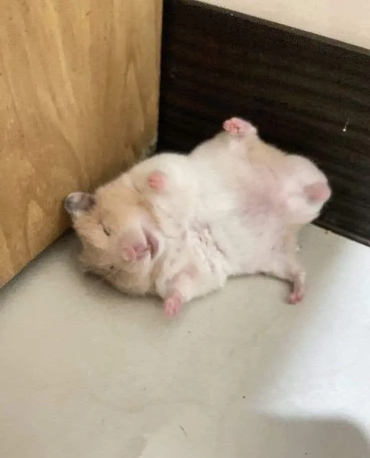 Con chuột hamster meme sẽ làm bạn yêu thích ngay từ cái nhìn đầu tiên.