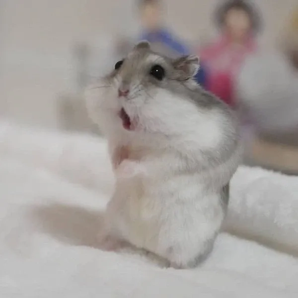 Ngón tay hài hước meme chuột hamster tạo nên những khoảnh khắc hài hước khó quên.