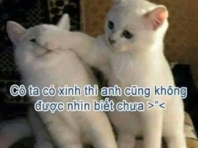 Cảm động với meme mèo khóc cute, quá dễ thương luôn.