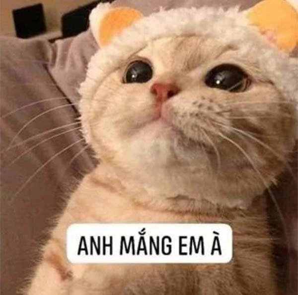 Ảnh mèo cute meme sẽ là nguồn cảm hứng dễ thương cho bạn.