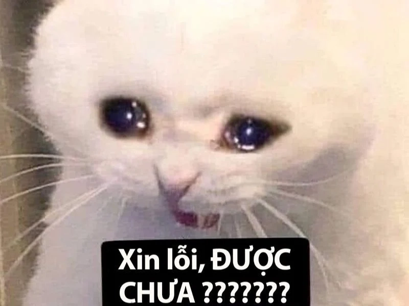 Khám phá những vẽ meme cute đầy sáng tạo và dễ thương!