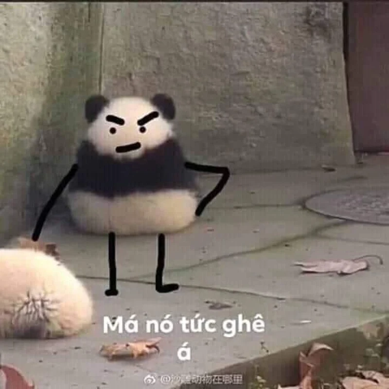 Với meme mèo giận dỗi, chắc chắn bạn sẽ không thể kìm được cười đâu.