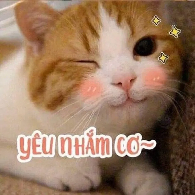 Haha no meme vừa hài hước vừa cực kỳ dễ thương.