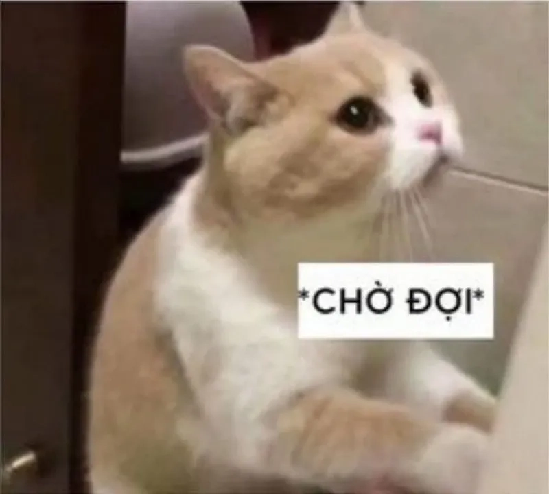 Haha okay meme dễ thương và cực kỳ hài hước.