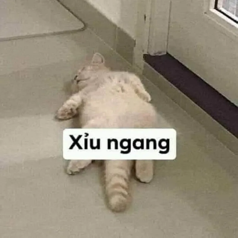 Hahahah meme rất dễ thương và hài hước, bạn không thể bỏ qua.