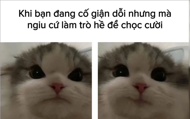 Ảnh chế meme mèo cười cực kỳ thú vị, tạo niềm vui cho mọi người.