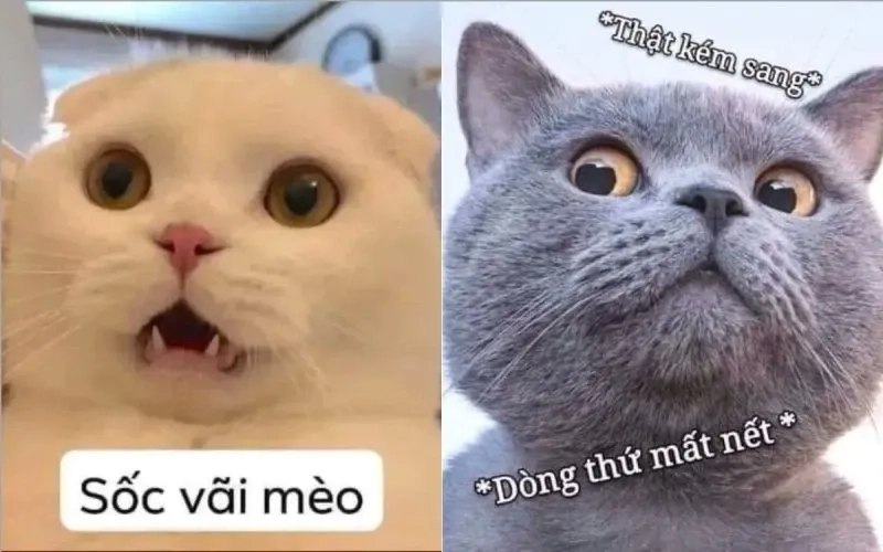 Ảnh chế há mồm meme mèo cười chắc chắn sẽ khiến bạn không thể ngừng cười.