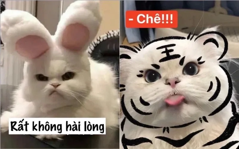 Ảnh meme con mèo cười sẽ là món quà vui vẻ cho bất kỳ ai.