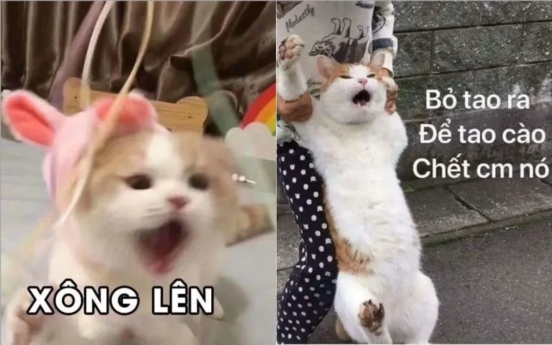 Cười meme mèo cười cùng bạn bè để thêm phần vui nhộn trong cuộc sống.