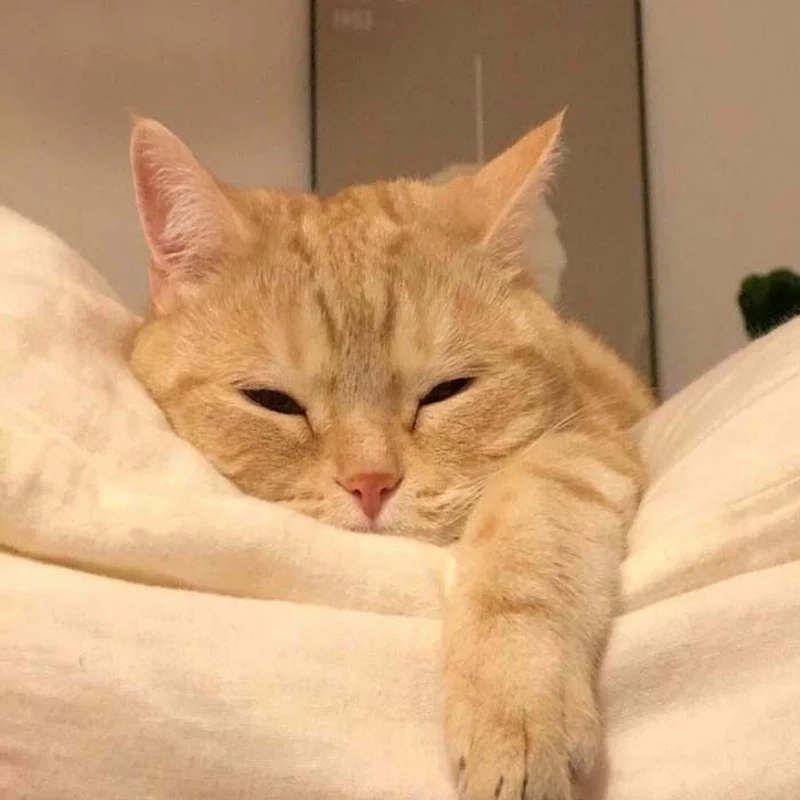 Tuyển tập meme mèo buồn dễ thương, hài hước và cảm động