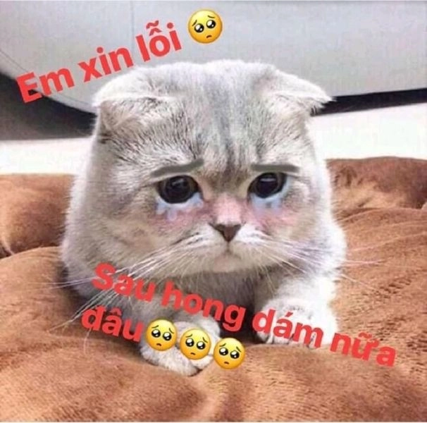 Meme con mèo khóc dễ thương khiến bạn không thể nhịn cười