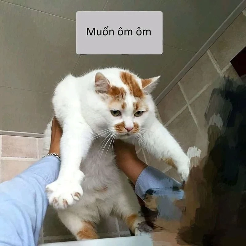 Cảm giác dễ chịu với meme ôm cái nè thật sự không gì sánh bằng.