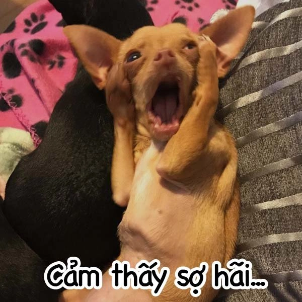 Meme mèo hoảng sợ vừa đáng yêu vừa hài hước đến bất ngờ.