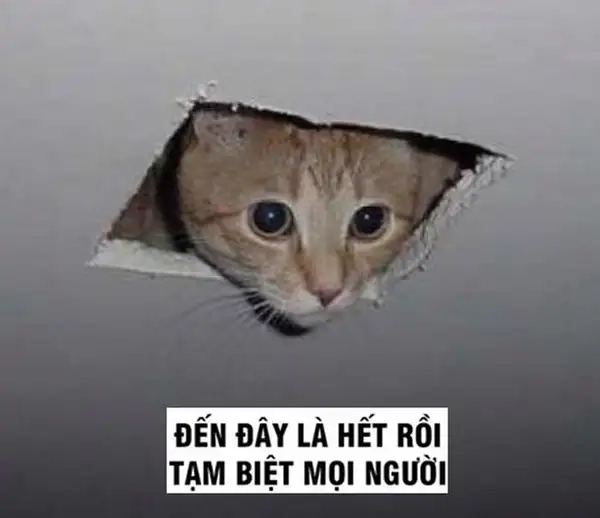 Meme cat bye ngọt ngào, khiến bạn không thể không chia sẻ.