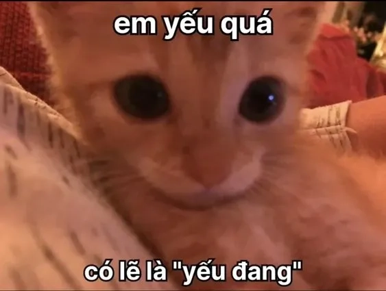 Đừng bỏ qua những ảnh meme thả thính cực đáng yêu cho crush của bạn!