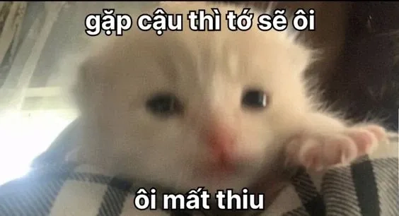 Bộ ảnh meme thả thính này sẽ giúp bạn chinh phục trái tim crush ngay lập tức!