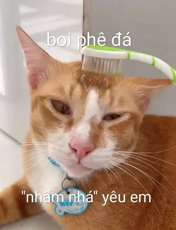 Khám phá những meme thả thính trung quốc siêu dễ thương để thêm phần lãng mạn!