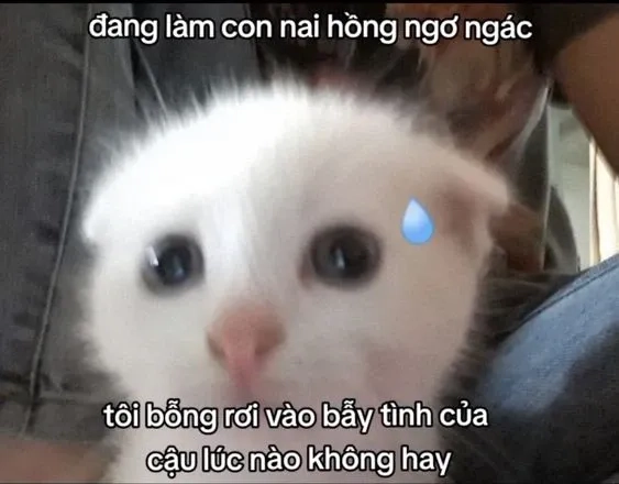 Mỗi ảnh thả thính meme đều mang đến một làn sóng ngọt ngào, thú vị cho bạn!