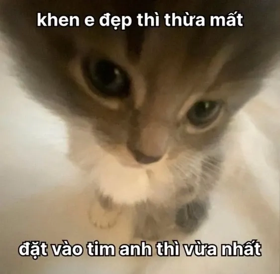 Meme tỏ tình hài hước mang lại sự nhẹ nhàng, thú vị trong việc bày tỏ tình cảm!