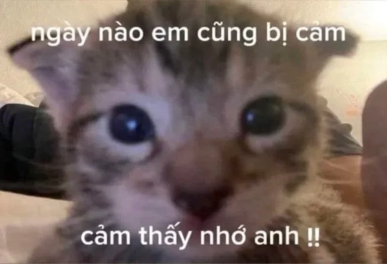 Hình meme cute tình yêu đầy lãng mạn và ngọt ngào, giúp bạn tạo ấn tượng với người ấy!