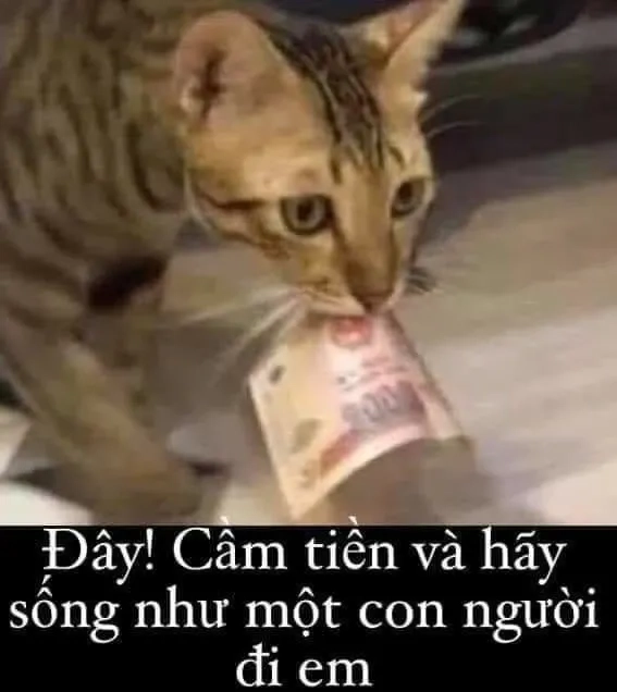 Meme mèo xin tiền đáng yêu, làm ai cũng phải bật cười.