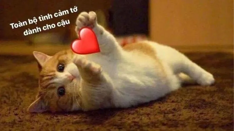 Khám phá cute meme tình yêu với những hình ảnh ngọt ngào và lãng mạn.