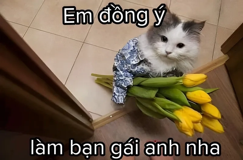 Ảnh meme mèo tình yêu dễ thương này sẽ khiến bạn phải 