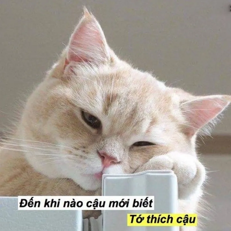 Tình yêu to bự meme này sẽ khiến bạn ngạc nhiên và ấm lòng.