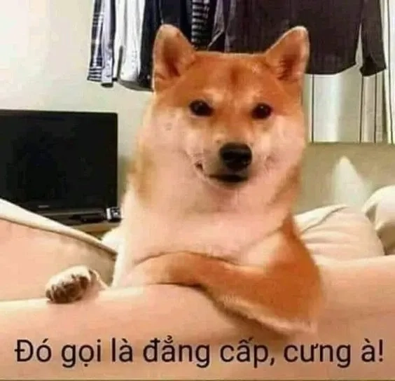 Meme doge việt nam không thể thiếu trong những cuộc trò chuyện vui nhộn trên mạng.