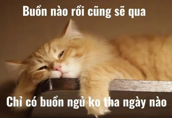 Meme con mèo buồn là lựa chọn tuyệt vời để chế meme.