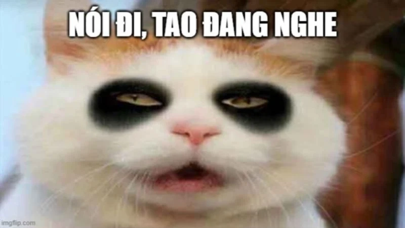 Meme ảnh mèo cute là lựa chọn hoàn hảo để lan tỏa sự dễ thương.