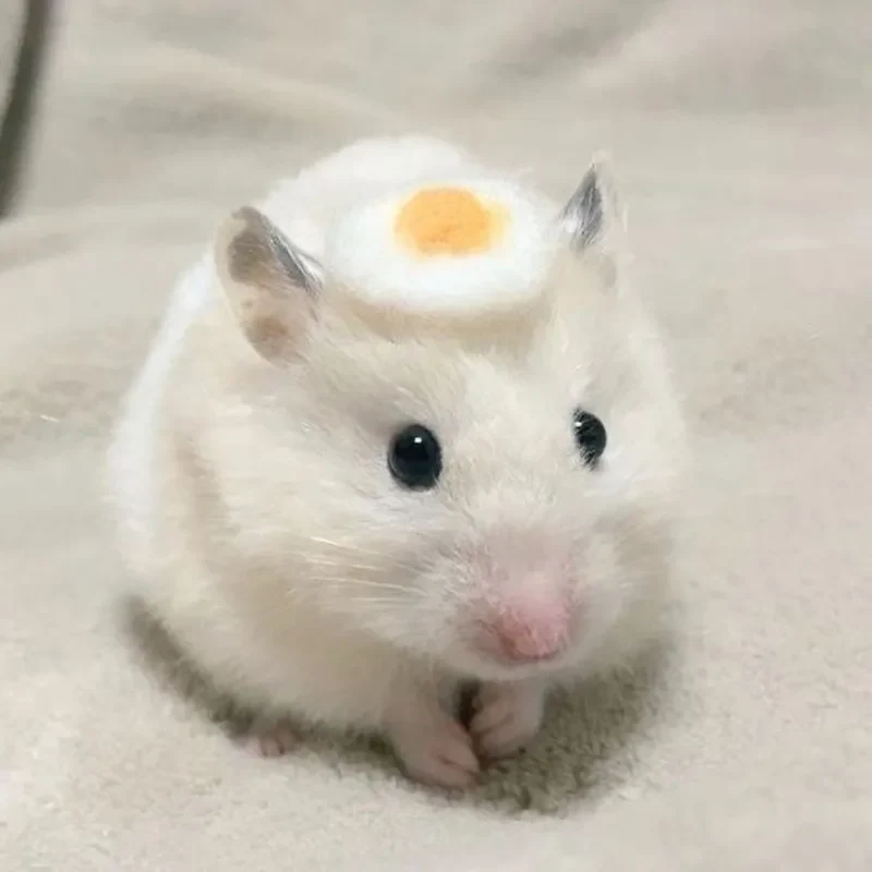 meme ảnh chuột hamster hài hước sẽ làm cho ngày của bạn thêm thú vị.