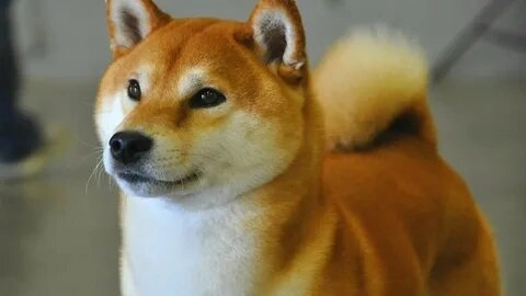 Meme chó husky cực kỳ dễ thương sẽ làm bạn không thể dừng lại cười!