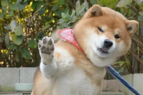 Chó shiba meme luôn là lựa chọn tuyệt vời cho những ai yêu thích sự hài hước!