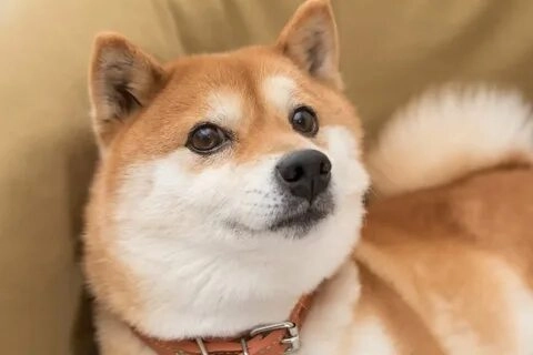 Meme Shiba hài hước đáng yêu làm bạn cười thả ga mỗi ngày
