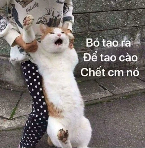 Những tức giận ảnh meme dỗi mèo cute không thể thiếu trong bộ sưu tập meme của bạn.