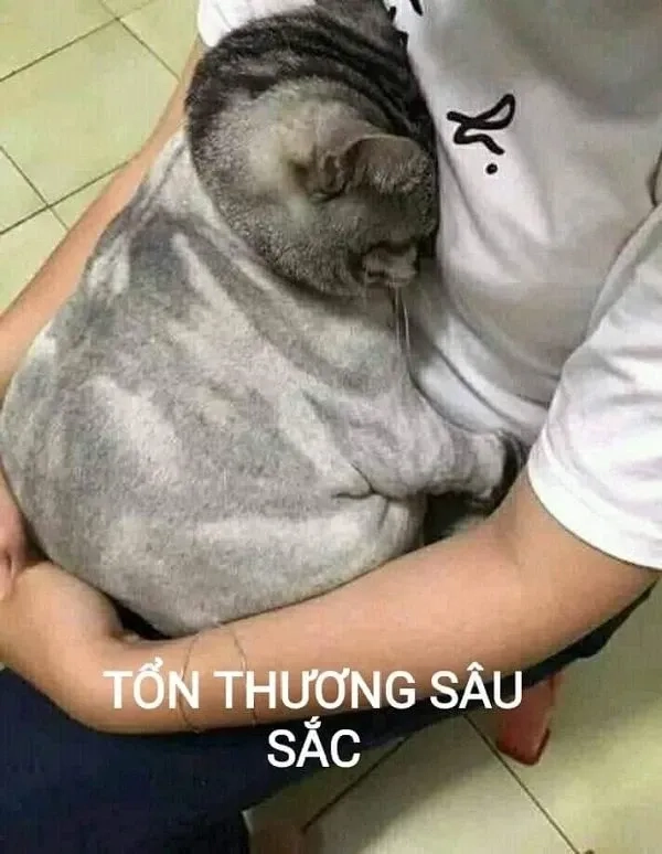 Ảnh meme vô tri cute là hình ảnh đầy sự đáng yêu và hài hước.