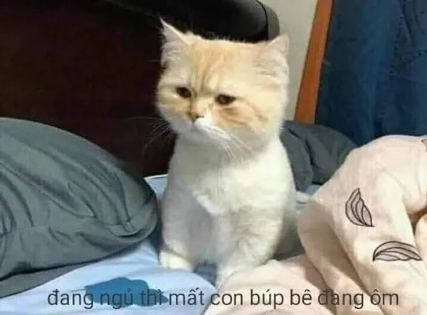 Ảnh chó meme vô tri mang đến tiếng cười bất tận cho người xem.