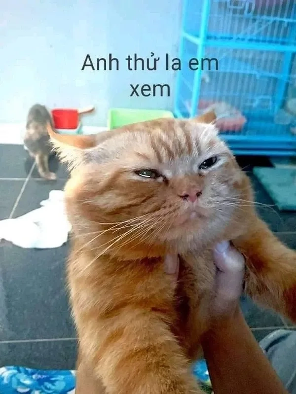 Avatar mèo cute meme thể hiện sự đáng yêu không thể chối từ.