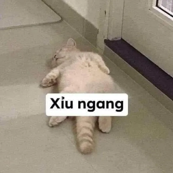 Ảnh meme mèo cute là sự kết hợp hoàn hảo giữa meme và mèo dễ thương.