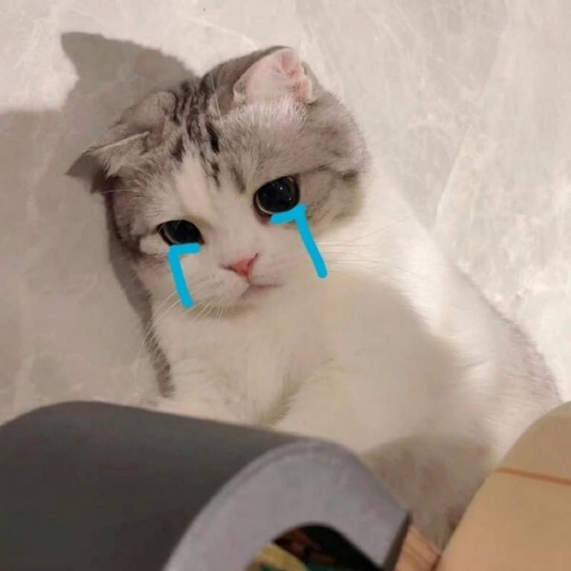 Ảnh meme mèo khóc siêu đáng thương khiến ai cũng xót