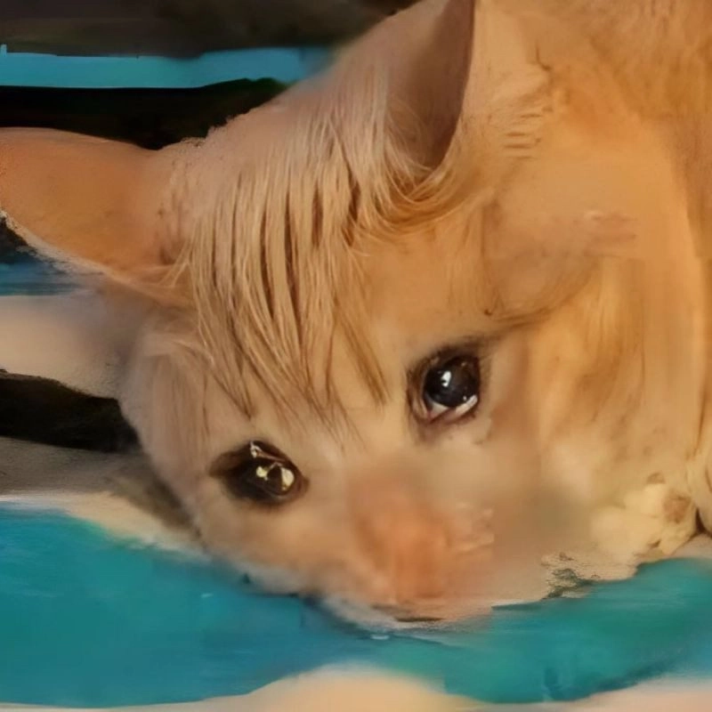 Meme mèo buồn cute nhưng vẫn chất chứa nhiều tâm trạng