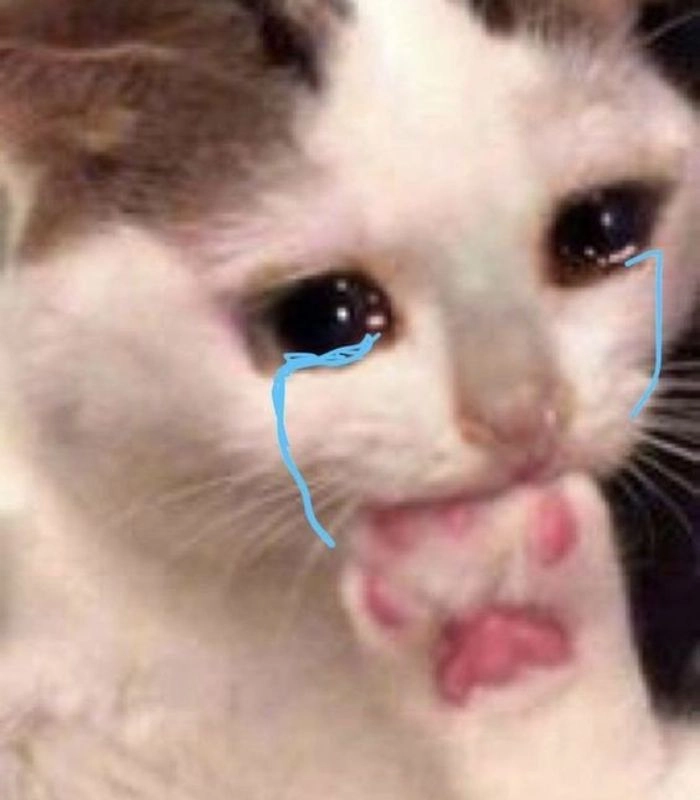 Hình ảnh meme mèo buồn thể hiện sự cô đơn sâu lắng