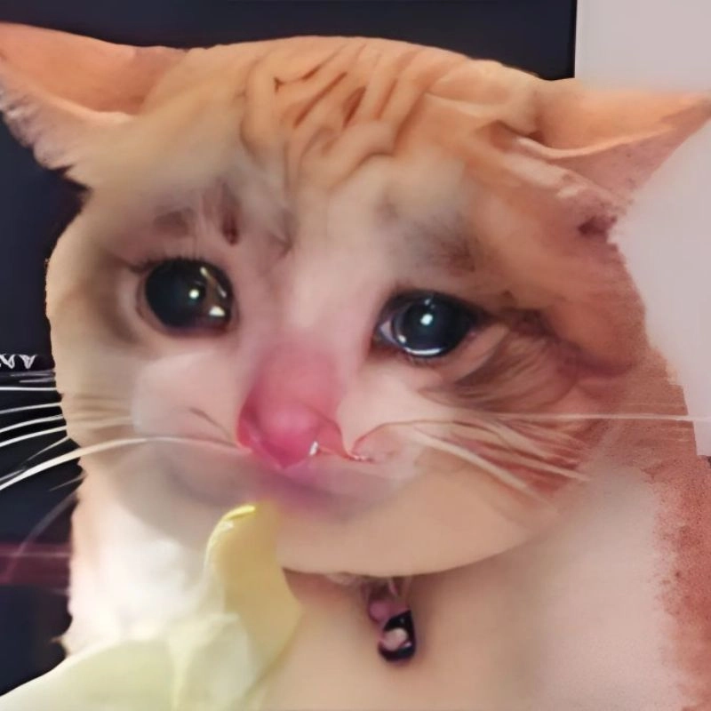 Vô tri meme mèo khóc cute nhưng vẫn đầy cảm xúc