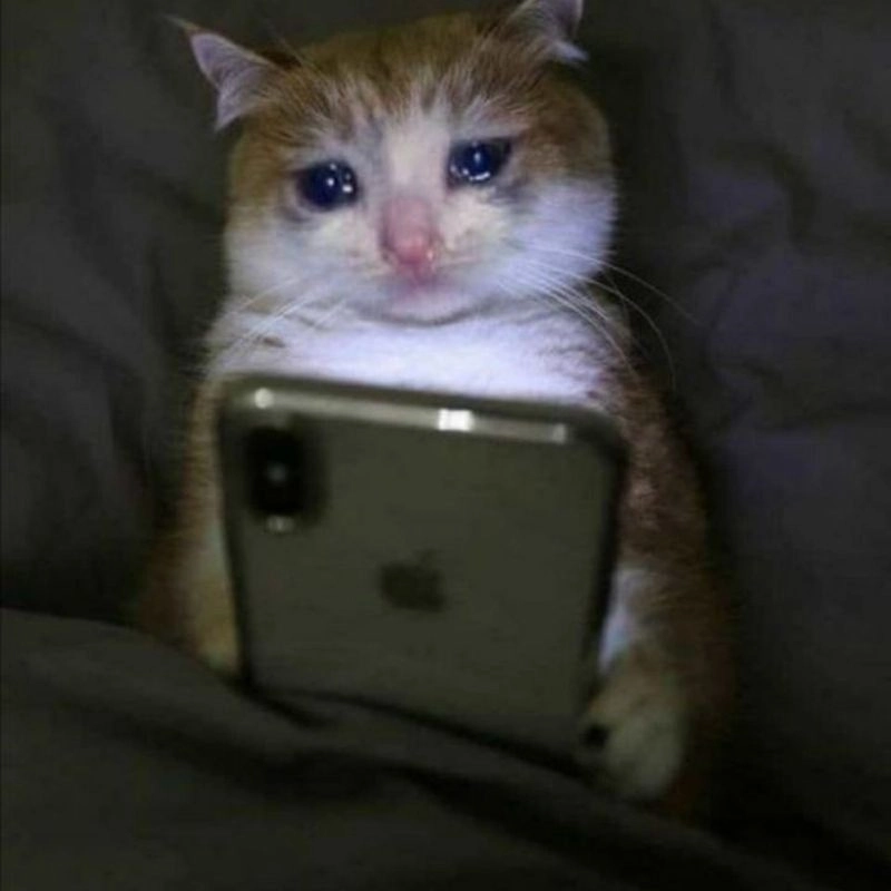 Ảnh mèo khóc meme thể hiện nỗi buồn sâu thẳm