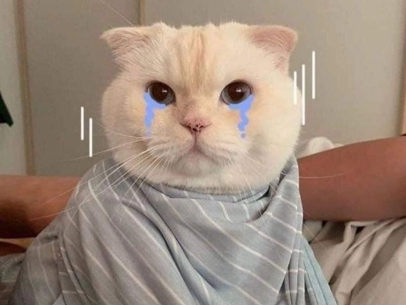 Ảnh con mèo khóc meme mang đến cảm giác xót xa