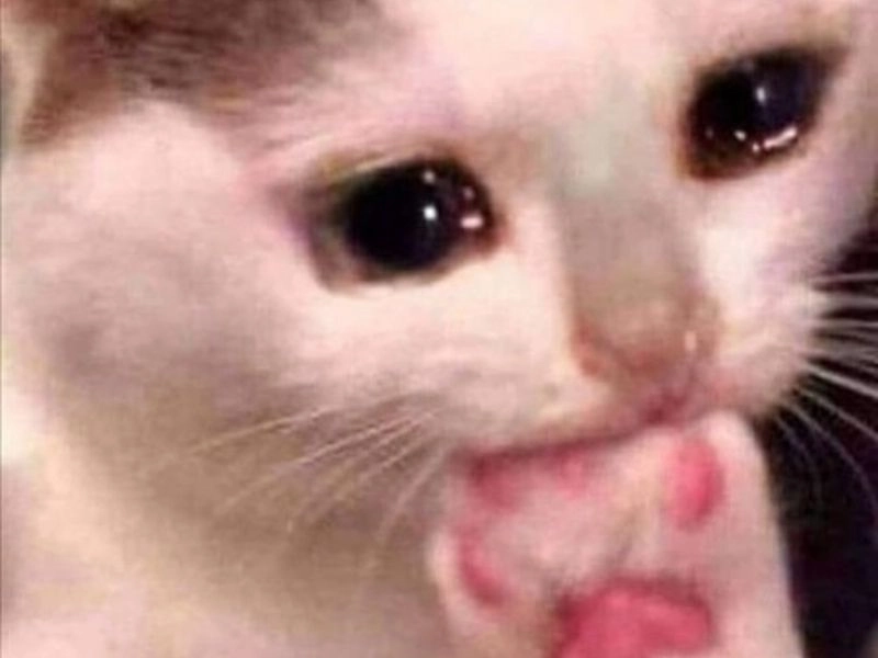 Ảnh meme mèo buồn thể hiện sự hụt hẫng và thất vọng