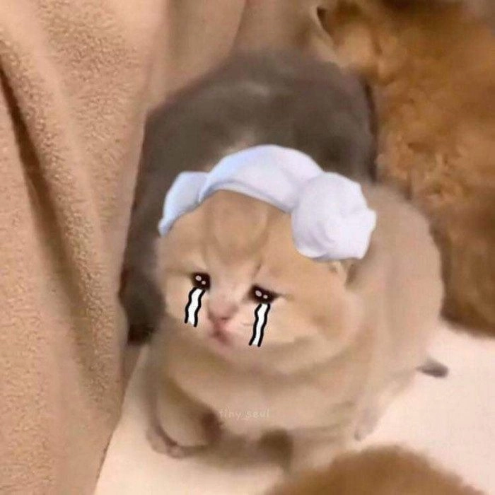Ảnh meme con mèo buồn khiến ai cũng thấy đồng cảm