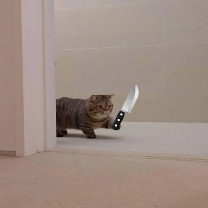 Ảnh meme mèo cầm dao lầy lội nhưng vẫn đáng yêu